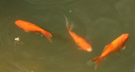 vissen in vijver met zweefalegn (groen troebel water)